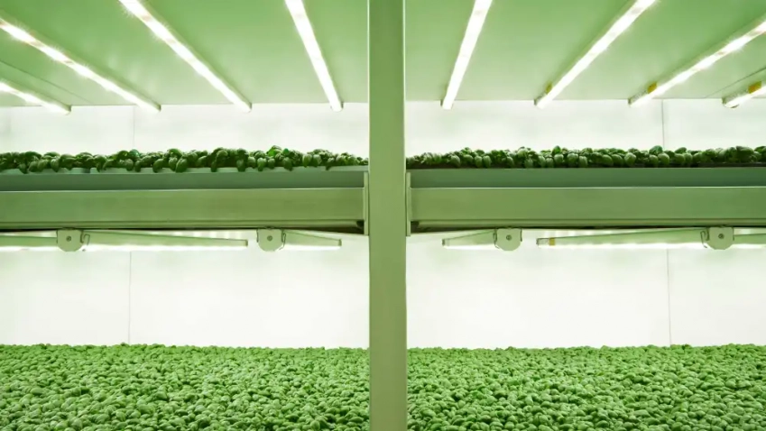 © Planet Farms